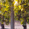 Shop Pinot Noir Wines – Light to Medium Red Wines