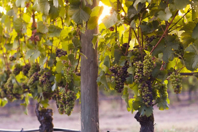 Shop Pinot Noir Wines – Light to Medium Red Wines