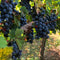 CABERNET SAUVIGNON - Wine barrel Plus