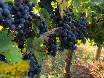CABERNET SAUVIGNON - Wine barrel Plus